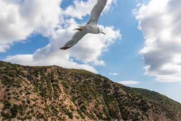 White seagull flying along the coastline of peninsula Athos, Chalkidiki, Central Macedonia, Greece, Europe. View on holy Eastern Orthodox terrain of Mount Athos (Again Oros). Freedom bird blue sky