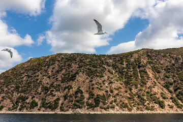 Fototapeta premium White seagull flying along the coastline of peninsula Athos, Chalkidiki, Central Macedonia, Greece, Europe. View on holy Eastern Orthodox terrain of Mount Athos (Again Oros). Freedom bird blue sky