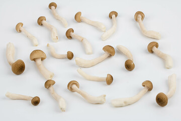 Shimeji mushroom group on white 45 angle view.