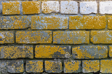 fragment of a brick wall covered with mold