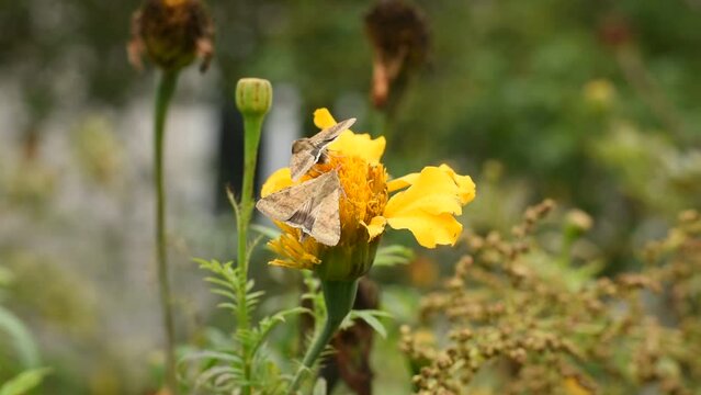 Moth butterflies sit on a yellow flower, drink nectar with long proboscises and move along the petals.