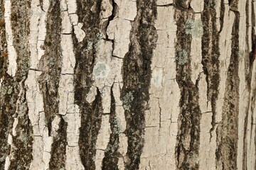 tree bark textures background, top view wooden plank panel