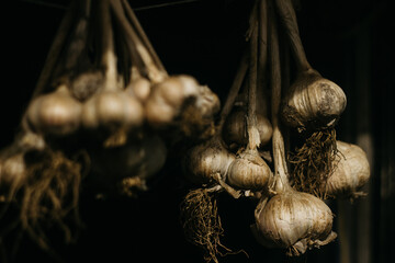 Dried garlic 
Garlic is drying in the yard 