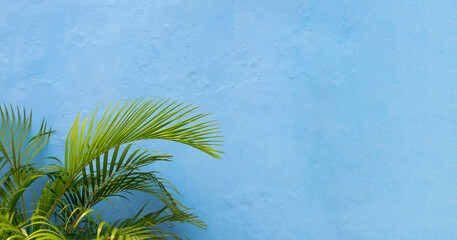 Fototapeta na wymiar Panoramic of Palm leaves on colorful blue wall background.
