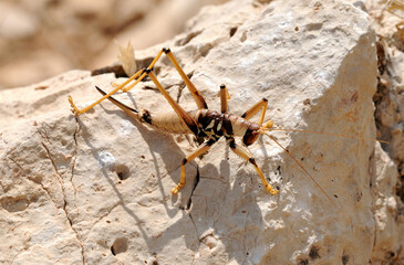 A Syrian grasshopper (Saga syriaca) sitting on a stone