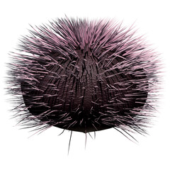 Purple Sea Urchin - Isolated Front View