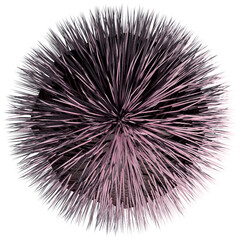 Purple Sea Urchin - Isolated Top View