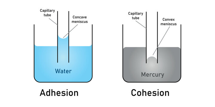water cohesion diagram