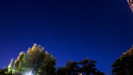 Treetops under a blue starry sky at night