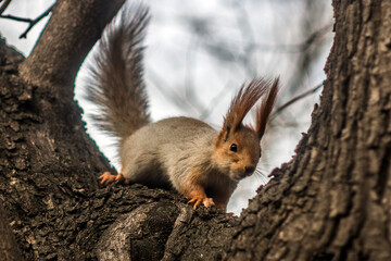 Naklejka na ściany i meble A small eared squirrel crawls down a tree for food 