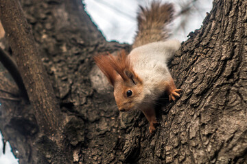 Naklejka na ściany i meble Little squirrel slides down from a tree 
