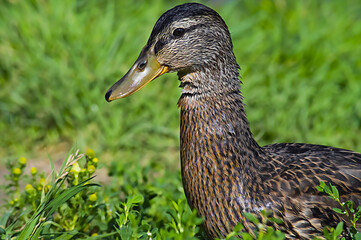 Duck close-up on a background of green grass. Wet bird looks at the camera. Duck beak. Oil paint effect