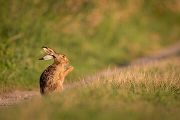 Common hare praying for mild winter