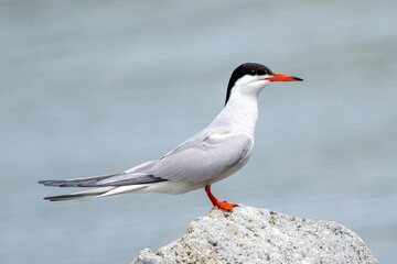 Common tern (Sterna hirundo)