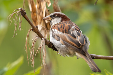 Common sparrow close up