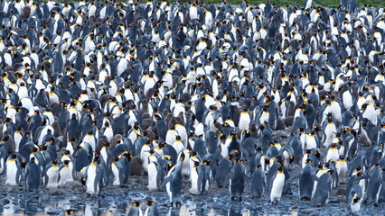 King penguin (Aptenodytes patagonicus) colony at Fortuna Bay, South Georgia Island