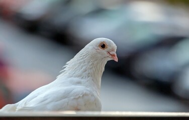 A pigeon sits on the windowsill and looks in the window