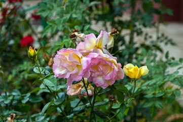 Obraz premium Autumn roses grow in our garden