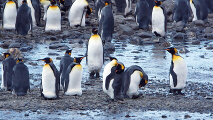 King penguins (Aptenodytes patagonicus) in a colony at Fortuna Bay, South Georgia Island