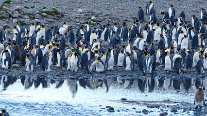 King penguin (Aptenodytes patagonicus) colony, with reflections in standing water at Fortuna Bay, South Georgia Island