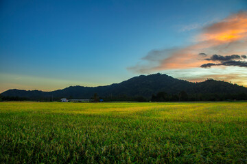 stunning sunset over the rice fields with mountains and green and yellow rice in the background