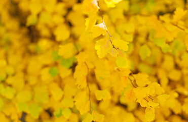 yellow autumn season leaves. yellow autumn nature leaves. autumn season nature with leaves.