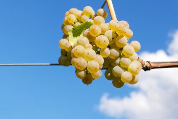 a bunch of white muscat grapes on the vine on the background of a blue sky