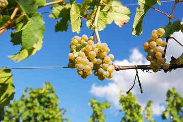 Fototapeta premium a bunch of white muscat grapes on the vine with green leaves on the background of a blue sky