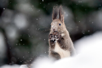 雪の中のエゾリス