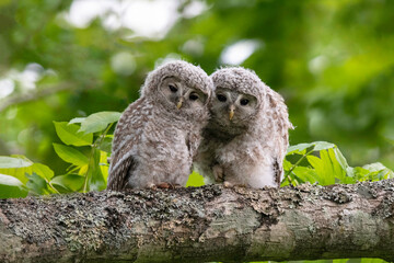 エゾフクロウの子供