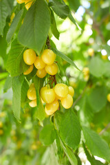 Fresh Yellow Cherry fruit branch. Fresh natural healthy. Yellow rainier cherries on branch. Yellow Cherries with green leaves on the branch. 