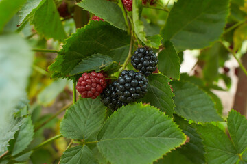 Blackberries on a green branch. Ripe blackberries. Delicious black berry growing on the bushes. Berry fruit drink. Juicy berry on a branch.