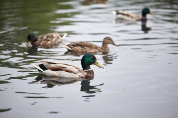 Group of wild ducks swimming in the lake.