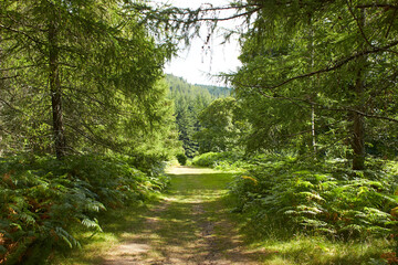 A magical pine tree forest during the day with moss and grass.