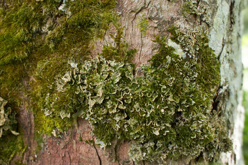 Foliose Lichen on fir branch