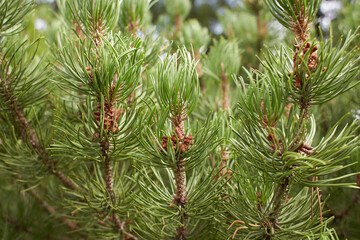 Monterey Pine Tree (Pinus radiata) in a Woodland Landscape in Avoca Garden, Ireland