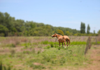 Naklejka na ściany i meble horse in the field