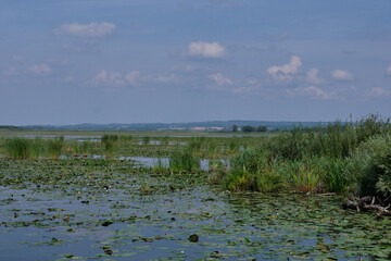 Druzno Lake in summer