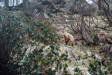 Young ibex in the french alps.
