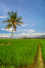 rice fields with green rice plants against the background of mountains and clear blue sky