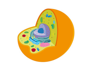 animal cell schema anatomy of an animal isolated on white vector celula animal
