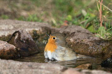 Side view of european red robin bathing in a birdbath