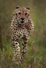 Cheetah on walk after having heavy meal at Masai Mara, Kenya