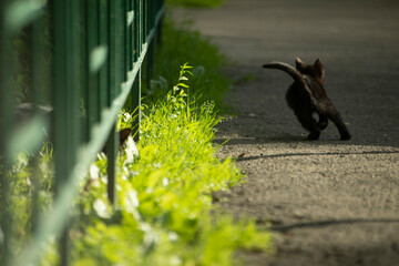 Black kitten on sunny track. Kitten playing in yard. Homeless pet is hunting.