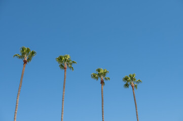 Low angle view of palm trees seen in a row
