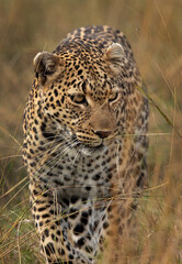 Portrait of a leopard taken while walking in the grasses, Masai Mara.