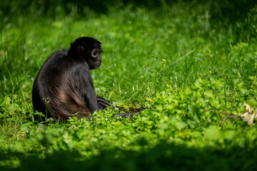 Mexican spider monkey (Ateles geoffroyi vellerosus). Cute and curious monkey Hanging from a Tree in the Jungle Rainforest.  Also known as Black-handed Spider Monkey.