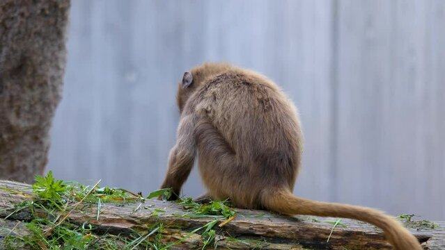 A bleeding heart monkey eating grass.