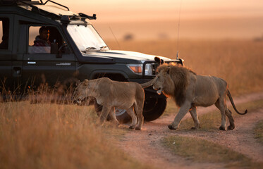 MASAI MARA, KEYNA-SEPTEMBER 06: Tourist watching Lion pair moving in the grassland of Masai Mara National Reserve on 06 September, 2022. - obrazy, fototapety, plakaty