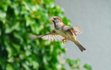 bird in flight